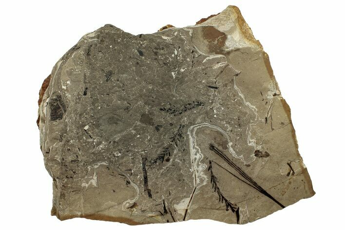 Conifer Fossil Plate - McAbee, BC #255570
